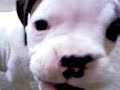 Filhotes de Boxer (Boxer\