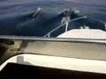 videos de Delfini