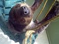 Sloth Yawning