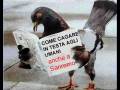 videos de I Corti di ilsancho - Vorrei avè le briciole - Povia