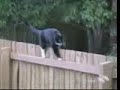O que nós gatos fazemos em nosso dia a dia. =^.^= (as vezes) O que nós gatos fazemos em nosso dia a dia. =^.^= (as vezes)
