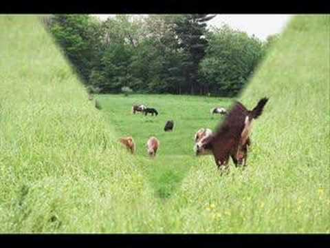 AVMF - Malden Brook Farm