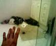 Telekinesis Psychokinetic through glass box Lift Technique