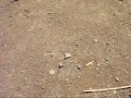 maroc choha المغرب  magrib مغرب
