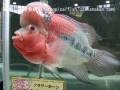 フラワーホーン(Flowerhorn Fish)超級花羅漢