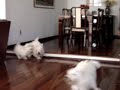 Run westies, run!!!