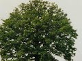 Grenzer auf Spurensuche 1. Teil (Endfassung)