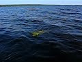 Musky Musky