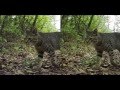 野良猫しまだ　SHIMADA!　Stray cat