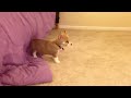 Pembroke Welsh Corgi