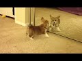 Pembroke Welsh Corgi