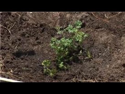 how to replant parsley