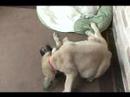mastiffs playing