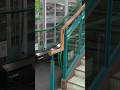 【エスカレーター】フクイレジャーランド ワイプラザ店  【Escalator】