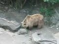 Castle bears Ceske Krumlov