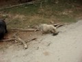 Pig eating poop