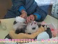 ???????????????? panda baby is peeing and drinking milk ???????????????? panda baby is peeing and drinking milk