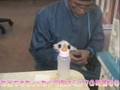 赤ちゃんパンダのおトイレとミルク panda baby is peeing and drinking milk