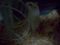 videos de Hamster boxeador