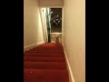Lo que hace mi perro cuando lleva pantalones