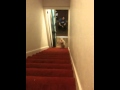 Dog Runs Down Stairs On Front Legs
