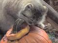 Pumpkins for Pallas' Cats at the Prospect Park Zoo