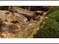 Tranquil Streams