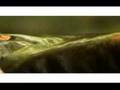 Tranquil-Streams