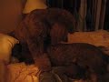 mother standard pooodle takes good care of her son