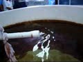 Cet Mar Aquarium