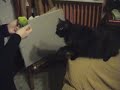funny-animals-my-cat-while-playing-strange-gatti-buffi.html