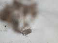 Chemtrails Novel SolGels n Mite caught in Flock Chemtrails Novel SolGels n Mite caught in Flock