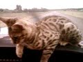 Cool Cat in Airplane Cool Cat in Airplane