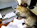Cat is fighting with printer