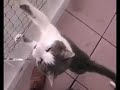 Kater Socke, der Leckerli-Bettler