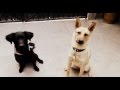 BLACKY (HERMOSA FLAT COATED RETRIVER) AND VALKIRIA (HERMOSA PASTOR).flv
