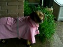 Lola Ridgeback Portland Texas