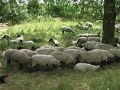 Zeeuwse Schaapskudde - In het bos (juli 2008)