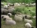 Zeeuwse Schaapskudde - In het bos (juli 2008)