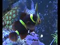 my 25 gallon reef tank my 25 gallon reef tank