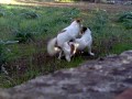 Incredible Gay Dogs!!!