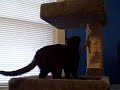 House Attack