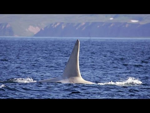 slatester - Follow @SlateViral, Watch more: SlateV.com, Facebook.com/SlateVideo What appears to be an adult albino orca has been sighted off the eastern coast of Russia-...
