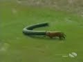 PERROS BLOOPERS - DOG BLOOPERS