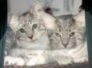 My Aunties Kittens
