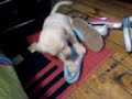 MI CHANCHITO LABRADOR RETRIEVER
