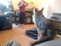 Alsation Playing (Chale and Ali)