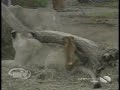 cachorro tentado passar o sarrafo na leoa... sexo animal! rsrsrs================MOOD: dog making sex with lionessHUMOR: perro que hace el sexo con la leonaHUMEUR : chien faisant le sexe avec la lionneSTEMMING: hond die geslacht met leeuwin maaktSTIMMUNG: Hund, der Geschlecht mit Löwin bildet???????: ????? ??? ????? ?? ???? ?? ?? ??????????UMORE: cane che fa sesso con il lioness??????????: ?????? ????? ???? ? ???????================A domesticação de animais ou plantas é um processo utilizado desde a pré-história. Consiste na seleção e adaptação de certos seres vivos, considerados úteis para suprir necessidades humanas, para a vida em associação íntima com os seres humanos e com outras espécies. Ao longo de milhares de anos, esse processo acarretou modificações em várias características originais dos seres vivos domesticados, chegando em muitos casos ao desenvolvimento de dezenas de raças, como os cães e gatos.Outros exemplos de animais domésticos são o cavalo, vaca, porco, cabra, coelho, ovelha e várias aves como a galinha. Muitos deles são utilizados na pecuária. As plantas domésticas são inúmeras e vão desde as utilizadas em residências até às cultivadas na agricultura.A domesticação acompanha a História da civilização, sendo benéfica para o desenvolvimento da mesma, porém é extremamente prejudicial à natureza e à ecologia, já que, em contraste com a seleção natural, a domesticação provoca uma seleção artificial de alguns seres vivos em detrimento de outros que o ser humano procura eliminar por considerar hostis à sua sobrevivência. A domesticação, desse modo é um fator de redução da biodiversidade. Um exemplo no Brasil é o abate de onças que se alimentam de gado. A agricultura acarreta a devastação de florestas naturais e em seu lugar são instaladas monoculturas. O habitat e os alimentos de animais selvagens são dessa forma destruídos.A domesticação acaba sendo ao mesmo tempo benéfica e maléfica ao ser humano, pois este também sofre as conseqüências de problemas ambientais gerados pela domesticação em grande escala.fonte: http://pt.wikipedia.org/wiki/Domestic...================The creation of animals or plants is a process used since daily pay-history. It consists of the election and adaptation of certain beings livings creature, considered useful to supply necessities human beings, for the life in close association with the human beings and other species. Throughout thousand of years, this process caused modifications some original characteristics of the beings domesticated livings creature, arriving in many cases at the development of sets of ten of races, as the dogs and cats. Other examples of domestic animals are the horse, cow, pig, goat, rabbit, sheep and some birds as the hen. Many of them are used in the cattle one. The domestic plants are innumerable and go since the used ones in residences until the cultivated ones in agriculture. The creation of animals folloies the History of the civilization, being beneficial for the development of the same one, however it is extremely harmful to the nature and the ecology, since, in contrast with the natural election, the domesticação provokes an artificial election of some beings livings creature in detriment of that the human being search to eliminate for considering hostile to its survival. The creation of animals, in this manner is a factor of reduction of biodiversity. An example in Brazil abates is it of ounces that if they feed of cattle. Agriculture causes the destruction of natural forests and in its place cultivations are installed. The habitat and the foods of destroyed wild beasts are of this form. The creation of animals finishes being at the same time beneficial and maleficent to the human being, therefore this also suffers the consequences of ambient problems generated by the large-scale creation of animals.