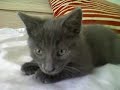Ninja Kitten VS Camera Phone