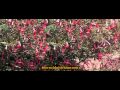 Peruvian Anthem in HD cinemascope 2.35:1 ratio - Stereo Sound. New comprehensive English translation. See scenery of Machu-Picchu, the Peruvian coast, Lima and other inland places. Peru small latin American republic in the mid-west of South America.